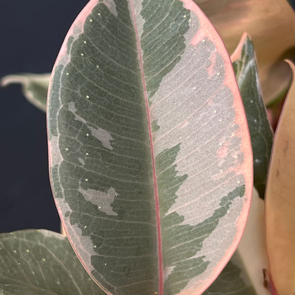 フィカス：ティネケ　5号ポット