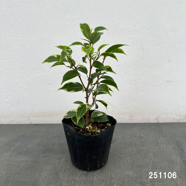 フィカス:ベンジャミン・ラブリー 3号ポット