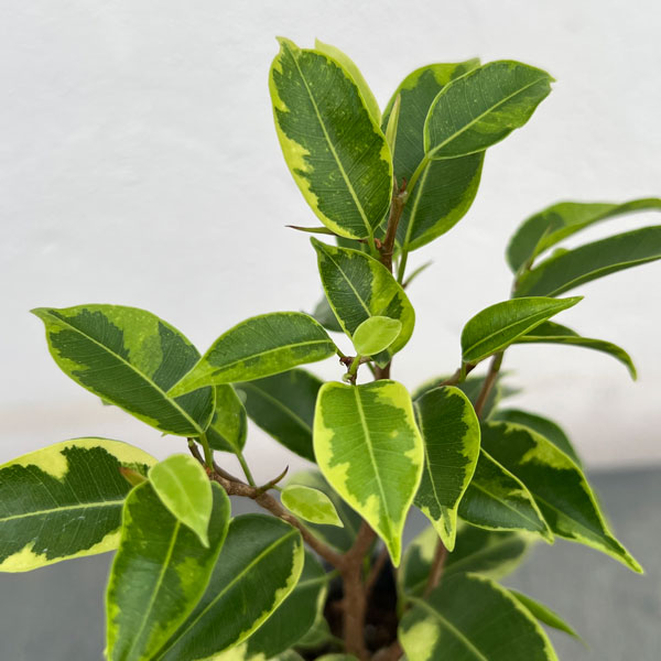 フィカス:ベンジャミン・ラブリー 3号ポット