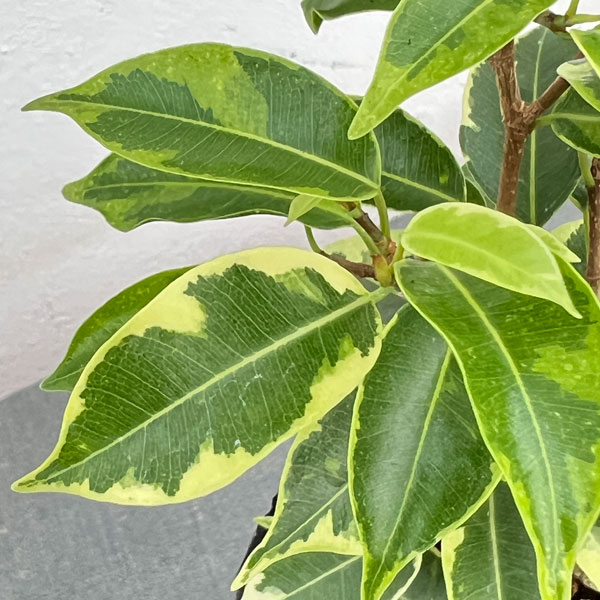 フィカス:ベンジャミン・ラブリー 3号ポット