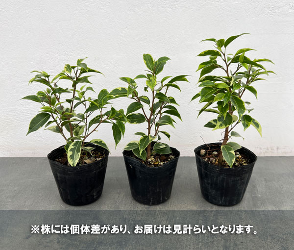 フィカス:ベンジャミン・ラブリー 3号ポット