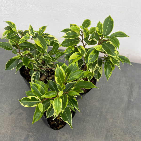 フィカス:ベンジャミン・ラブリー 3号ポット