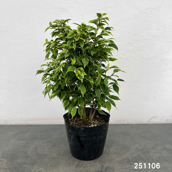 フィカス:ベンジャミン・ラブリー 5号ポット