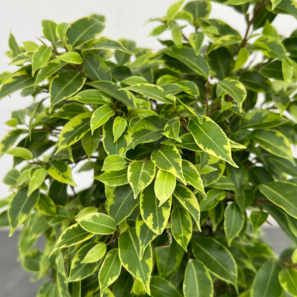 フィカス:ベンジャミン・ラブリー 5号ポット