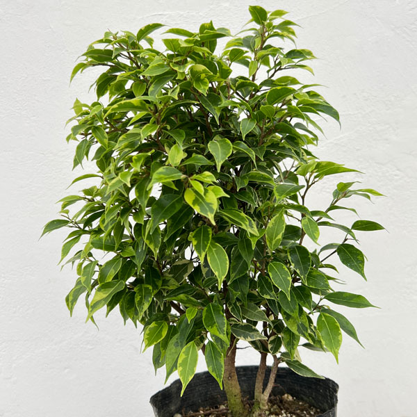 フィカス:ベンジャミン・ラブリー 5号ポット