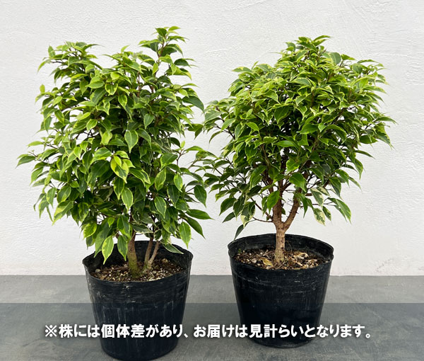 フィカス:ベンジャミン・ラブリー 5号ポット