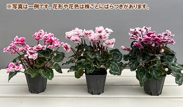 シクラメン:ダブルベリーサンデー3号ポット