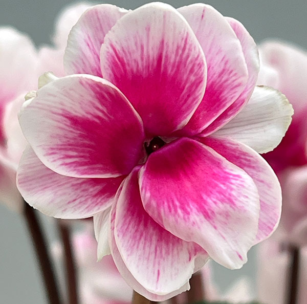 シクラメン:ダブルベリーサンデー3号ポット