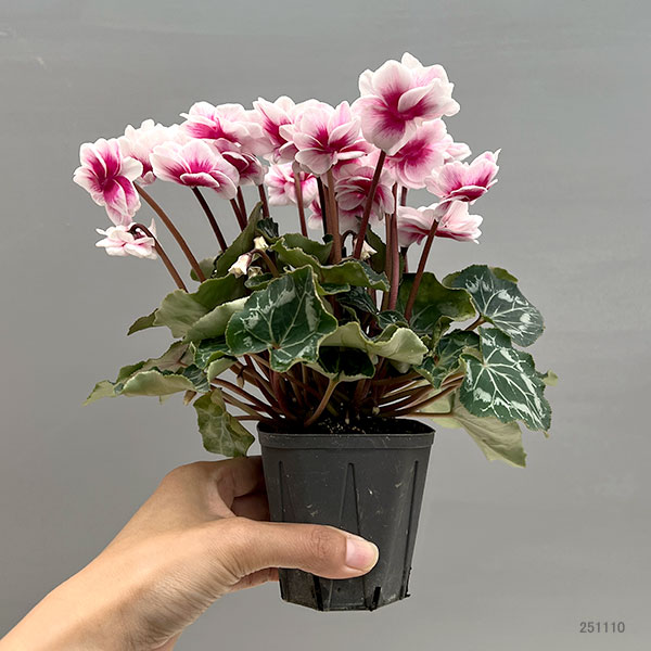 シクラメン:ダブルベリーサンデー3号ポット