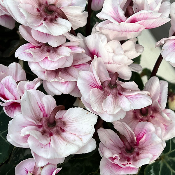 シクラメン:ダブルベリーサンデー3号ポット