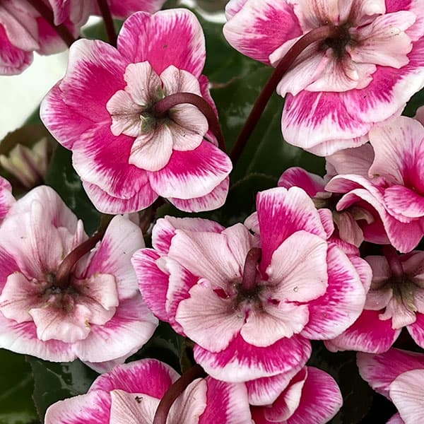 シクラメン:ダブルベリーサンデー3号ポット