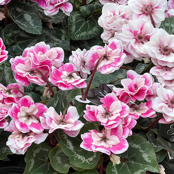 シクラメン:ダブルベリーサンデー3号ポット