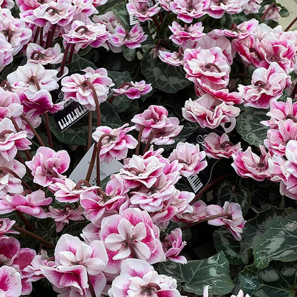 シクラメン:ダブルベリーサンデー3号ポット