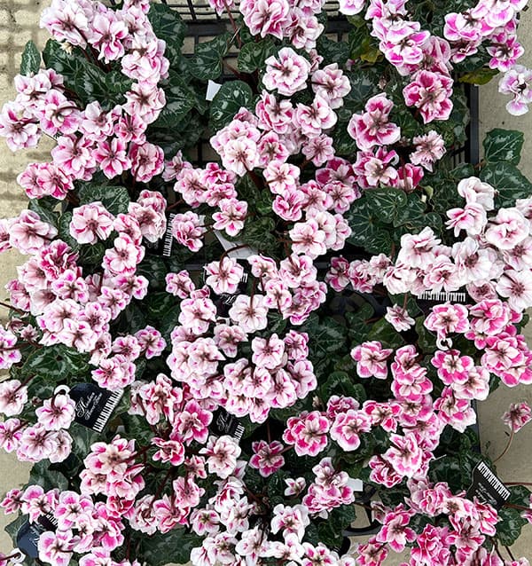 シクラメン:ダブルベリーサンデー3号ポット