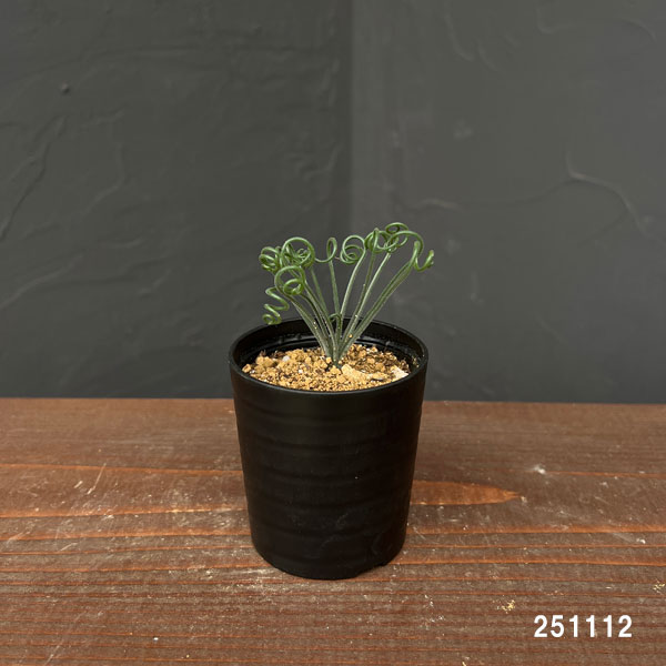 アルブカ :ナマクエンシス 2.5号ポット