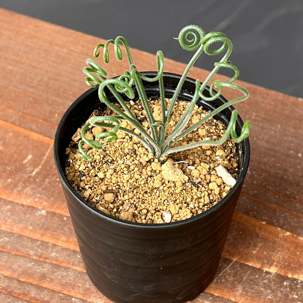 アルブカ :ナマクエンシス 2.5号ポット