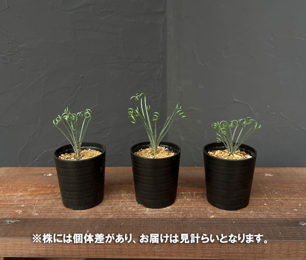 アルブカ :ナマクエンシス 2.5号ポット