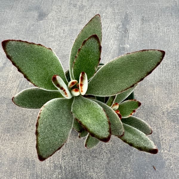 カランコエ:クロトジ(黒兎耳) 2.5号ポット**