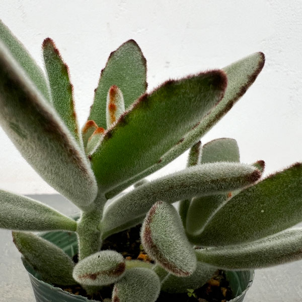 カランコエ:クロトジ(黒兎耳) 2.5号ポット**