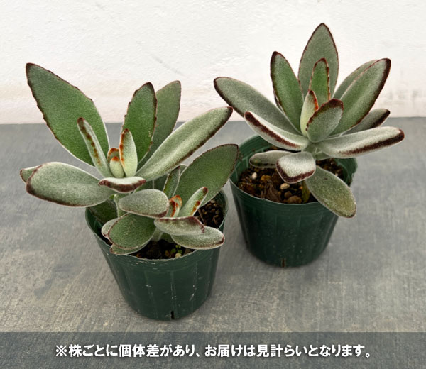 カランコエ:クロトジ(黒兎耳) 2.5号ポット**