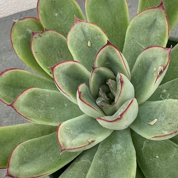 エケベリア:ペルシダ 2.5号ポット*