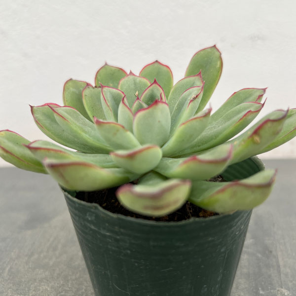 エケベリア:ペルシダ 2.5号ポット*