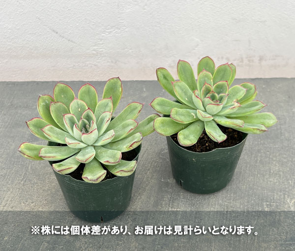 エケベリア:ペルシダ 2.5号ポット*