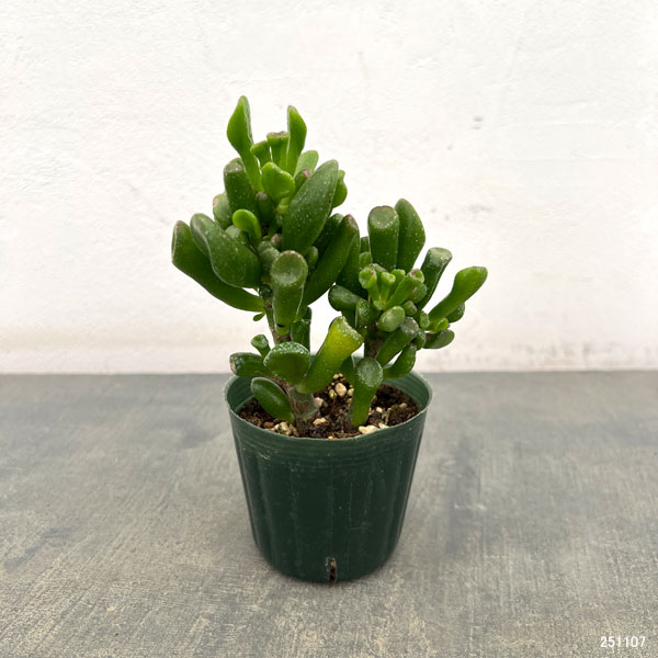 クラッスラ:宇宙の木(ウチュウノキ)2.5号ポット