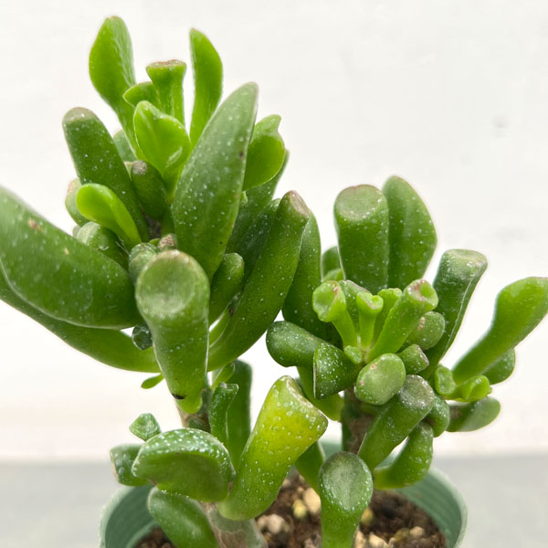 クラッスラ:宇宙の木(ウチュウノキ)2.5号ポット