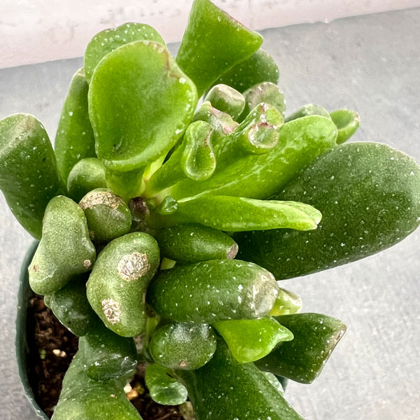 クラッスラ:宇宙の木(ウチュウノキ)2.5号ポット