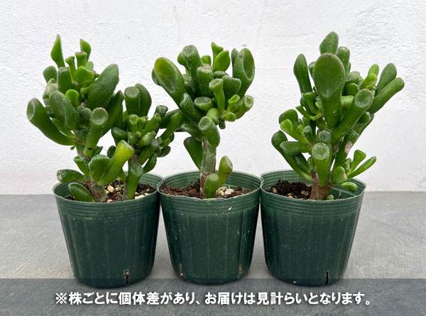 クラッスラ:宇宙の木(ウチュウノキ)2.5号ポット