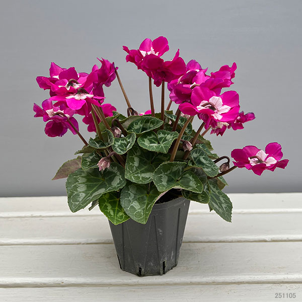 シクラメン（ミニ）：広原園さん変り咲き（25-01）ブレイズパープル3号ポット【現品販売】