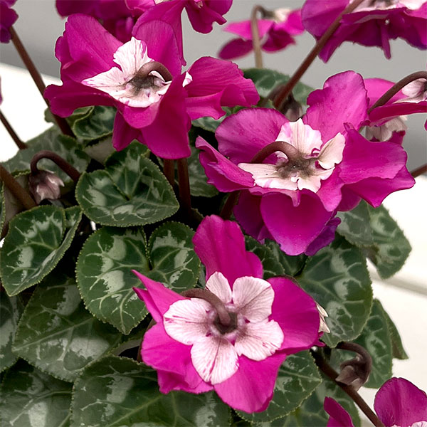 シクラメン（ミニ）：広原園さん変り咲き（25-01）ブレイズパープル3号ポット【現品販売】