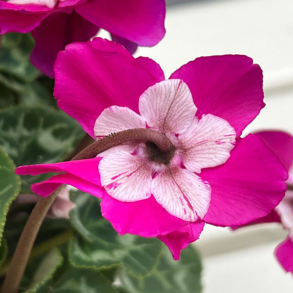 シクラメン（ミニ）：広原園さん変り咲き（25-01）ブレイズパープル3号ポット【現品販売】