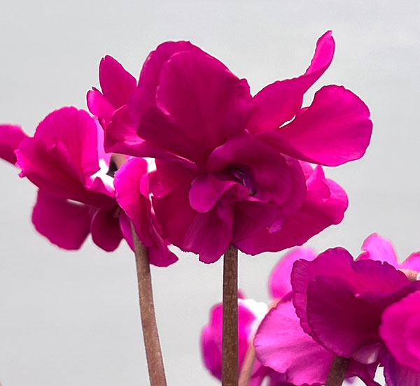 シクラメン（ミニ）：広原園さん変り咲き（25-01）ブレイズパープル3号ポット【現品販売】