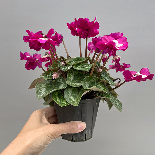 シクラメン（ミニ）：広原園さん変り咲き（25-01）ブレイズパープル3号ポット【現品販売】