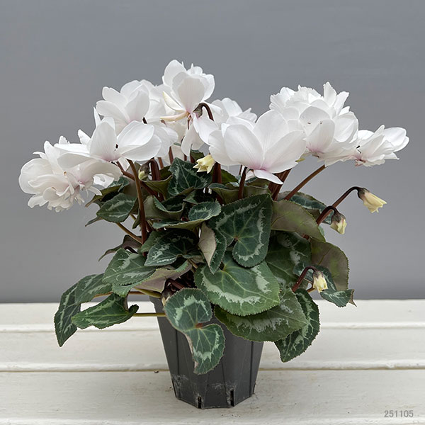 シクラメン（ミニ）：広原園さん変り咲き（25-02）スクリュースタークリスタルホワイト3号ポット【現品販売】