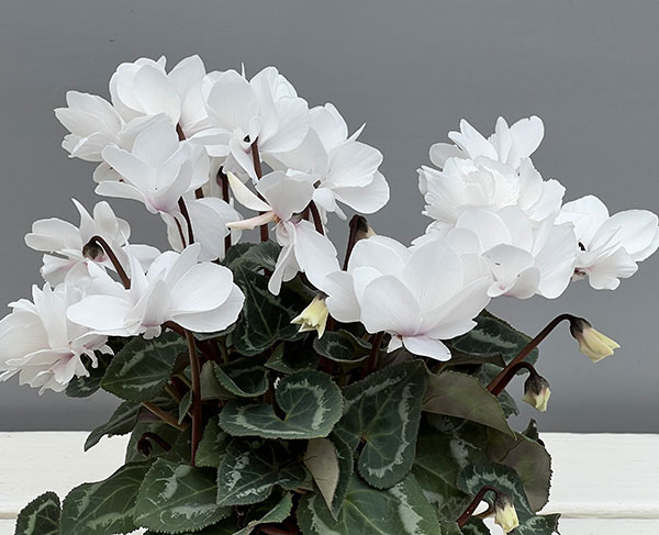 シクラメン（ミニ）：広原園さん変り咲き（25-02）スクリュースタークリスタルホワイト3号ポット【現品販売】