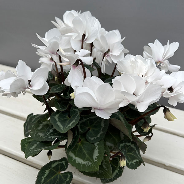 シクラメン（ミニ）：広原園さん変り咲き（25-02）スクリュースタークリスタルホワイト3号ポット【現品販売】