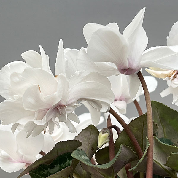 シクラメン（ミニ）：広原園さん変り咲き（25-02）スクリュースタークリスタルホワイト3号ポット【現品販売】