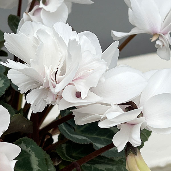 シクラメン（ミニ）：広原園さん変り咲き（25-02）スクリュースタークリスタルホワイト3号ポット【現品販売】