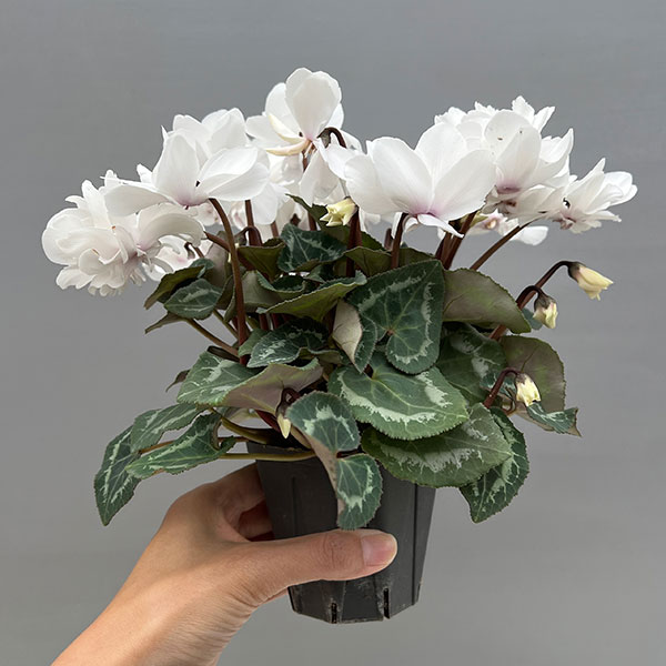 シクラメン（ミニ）：広原園さん変り咲き（25-02）スクリュースタークリスタルホワイト3号ポット【現品販売】