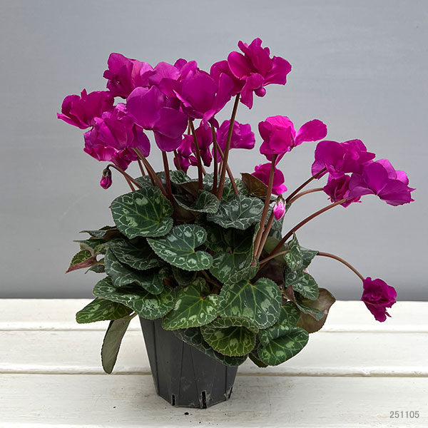 シクラメン（ミニ）：広原園さん変り咲き（25-03）スクリュースターパープル3号ポット【現品販売】