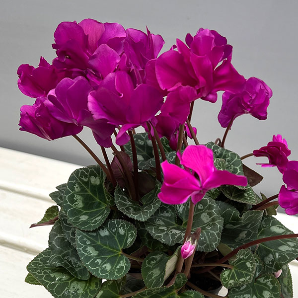 シクラメン（ミニ）：広原園さん変り咲き（25-03）スクリュースターパープル3号ポット【現品販売】