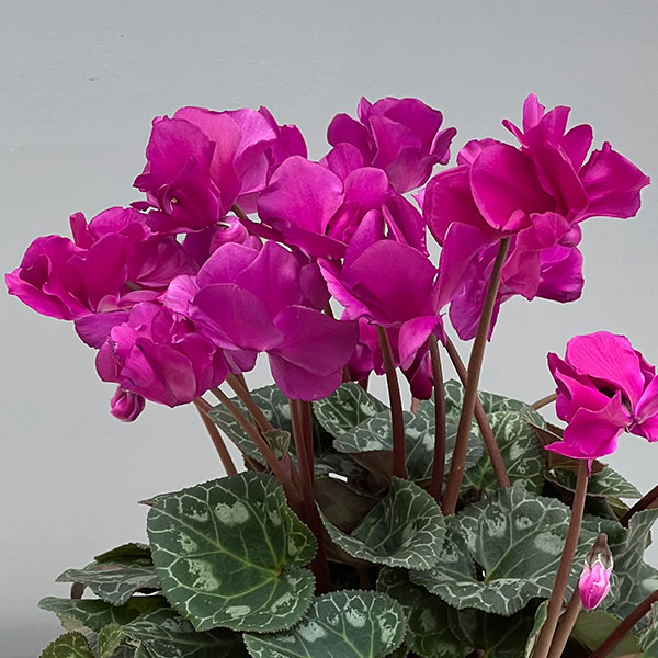 シクラメン（ミニ）：広原園さん変り咲き（25-03）スクリュースターパープル3号ポット【現品販売】