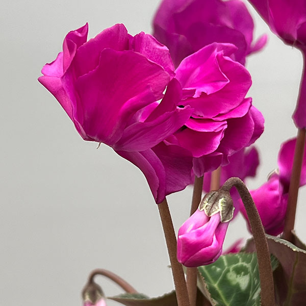 シクラメン（ミニ）：広原園さん変り咲き（25-03）スクリュースターパープル3号ポット【現品販売】