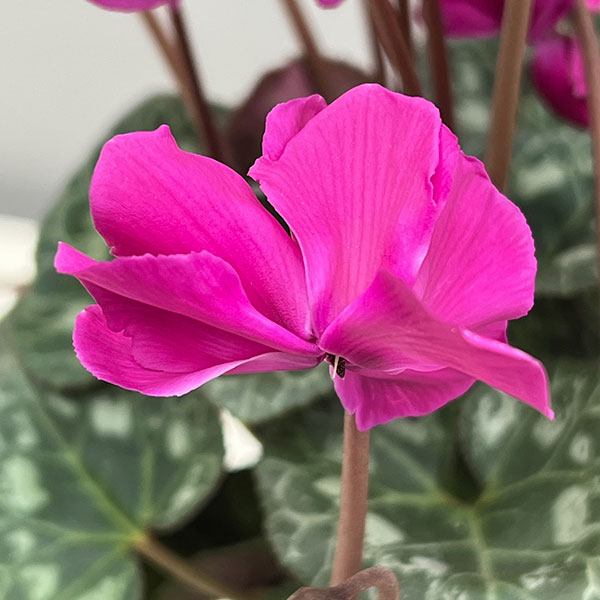 シクラメン（ミニ）：広原園さん変り咲き（25-03）スクリュースターパープル3号ポット【現品販売】