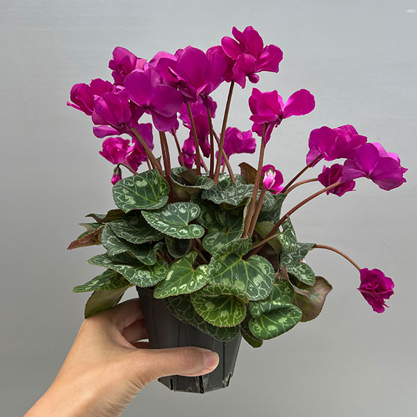 シクラメン（ミニ）：広原園さん変り咲き（25-03）スクリュースターパープル3号ポット【現品販売】