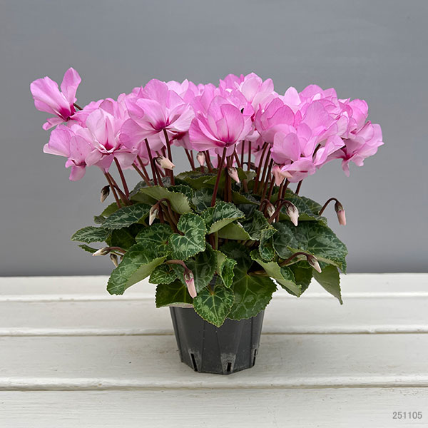 シクラメン（ミニ）：広原園さん変り咲き（25-04）プティ　ムーラン3号ポット【現品販売】