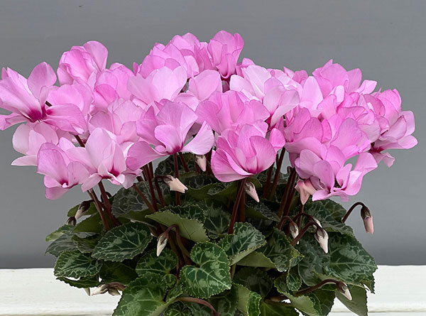 シクラメン（ミニ）：広原園さん変り咲き（25-04）プティ　ムーラン3号ポット【現品販売】